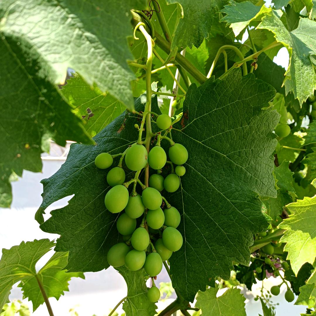 青葡萄🍇🍇🍇