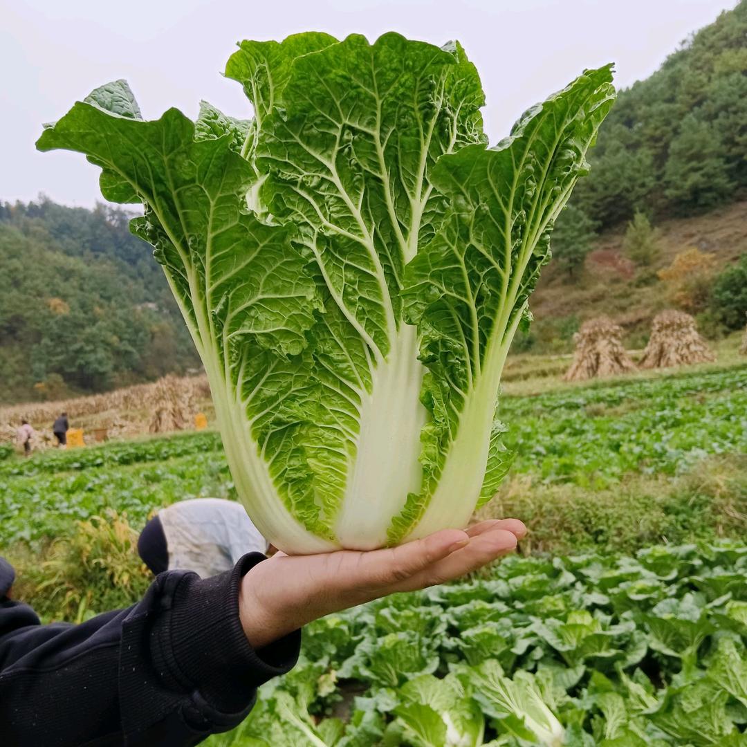 蔬菜代卖代采