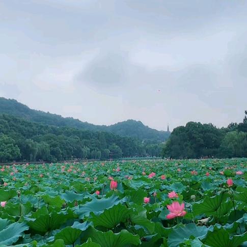 帆菲