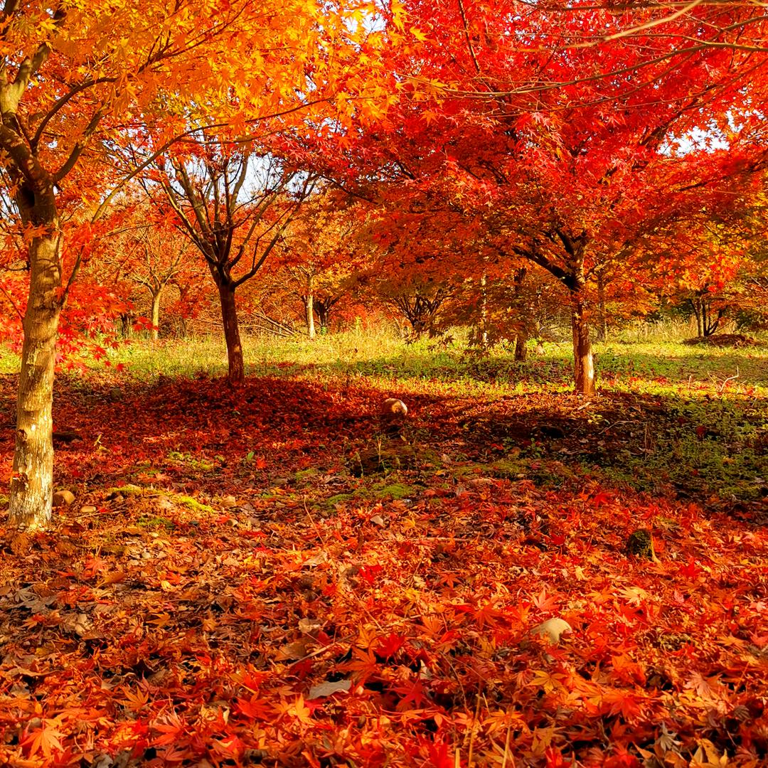 我的🍀🍀🍀🍀