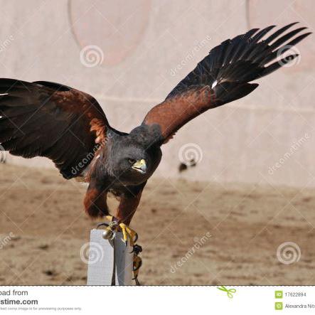 傲骨💥小强🗡🗡