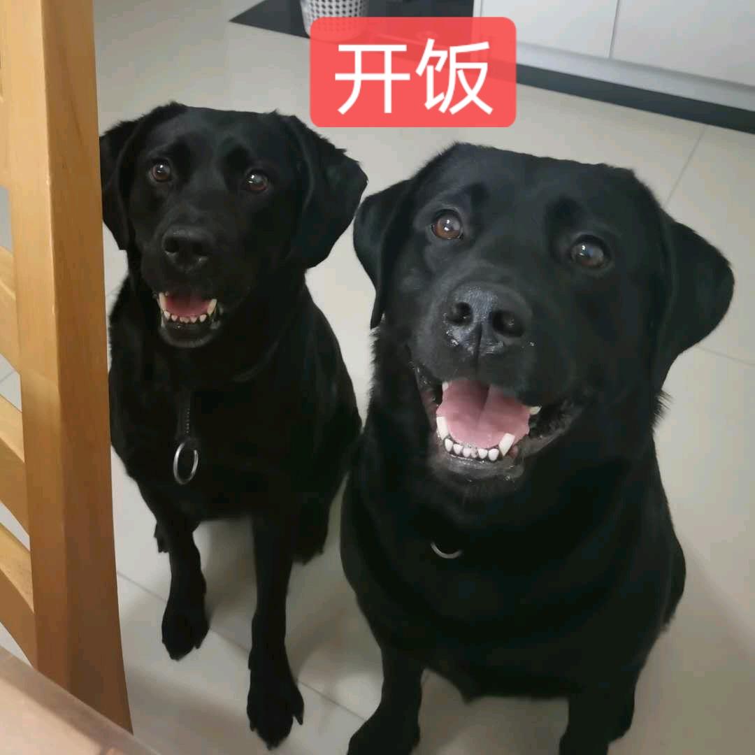 梦雨宠物