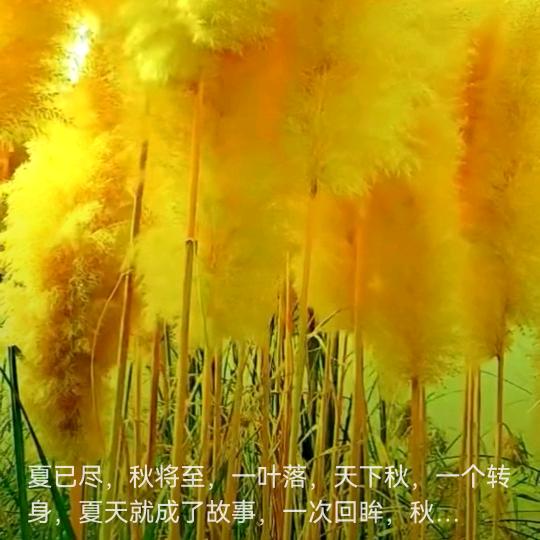 勿忘我