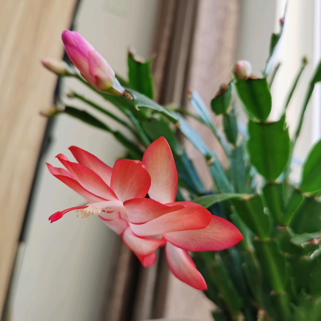 决策（手机摄影）