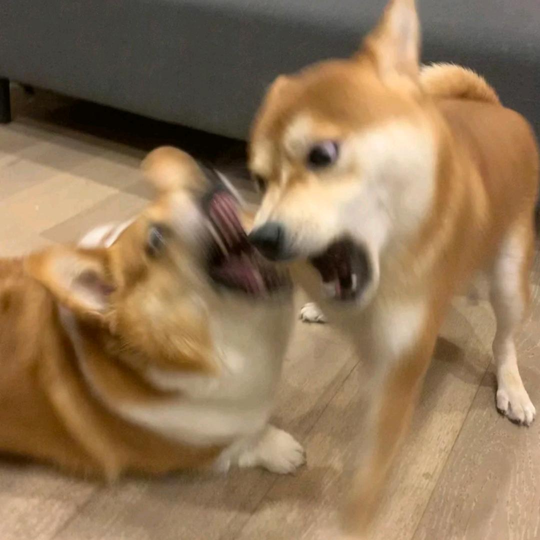 二狗