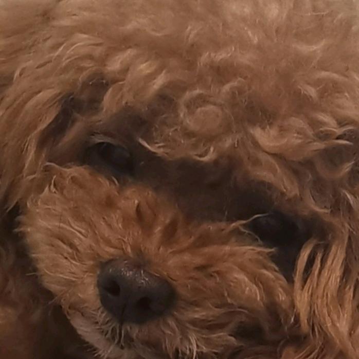 ke515（无畏契约）