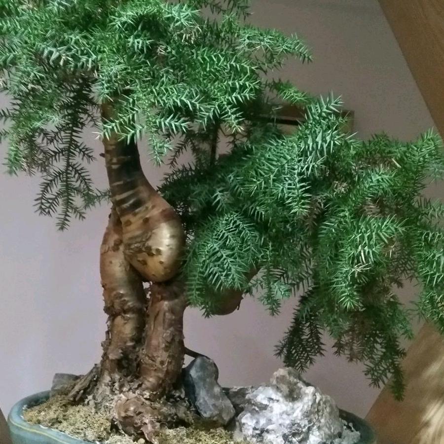 漫步人生刘哥