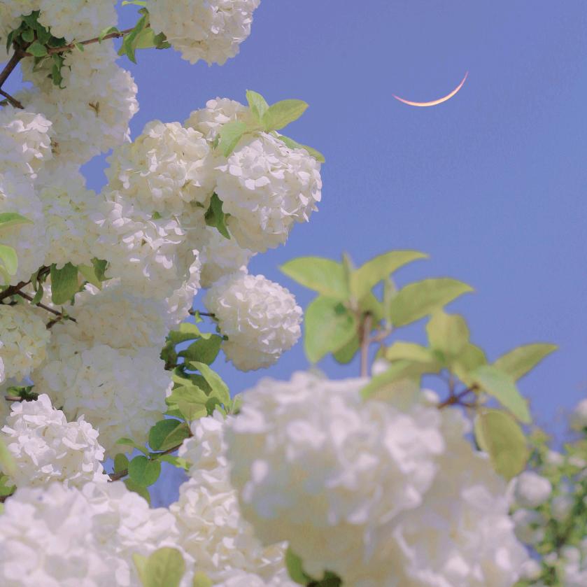 森屿麋鹿