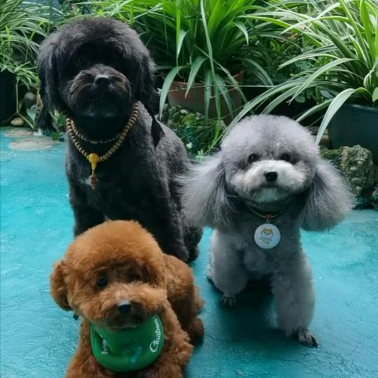 静姐家的汪汪队