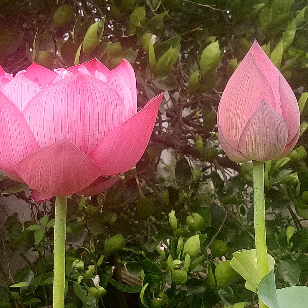 雨过彩虹