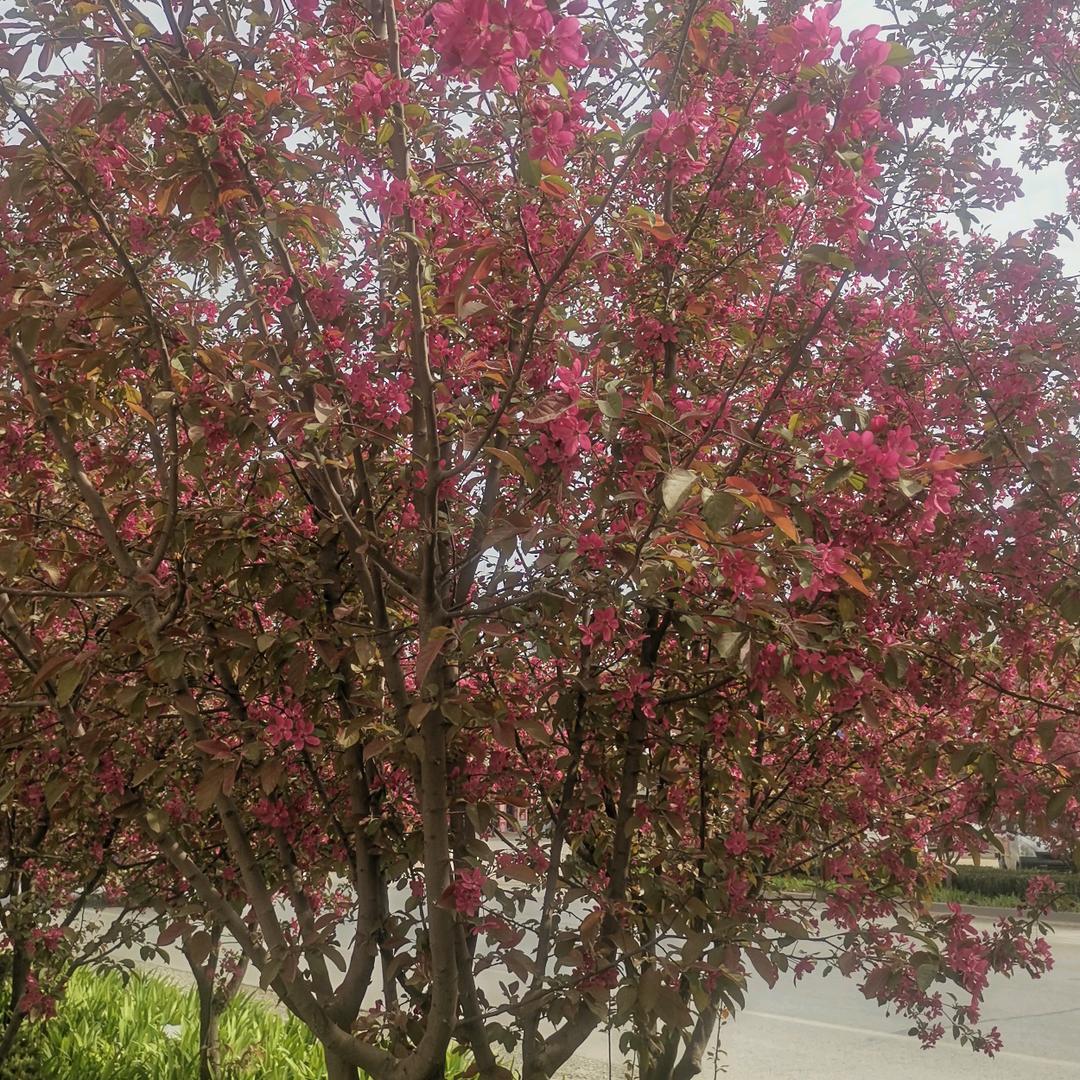 春风得毅才运来。婷婷玉立合家欢。