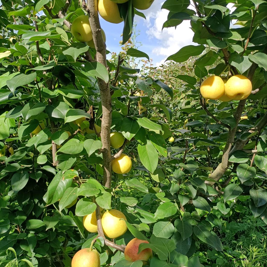 老继水果种子园