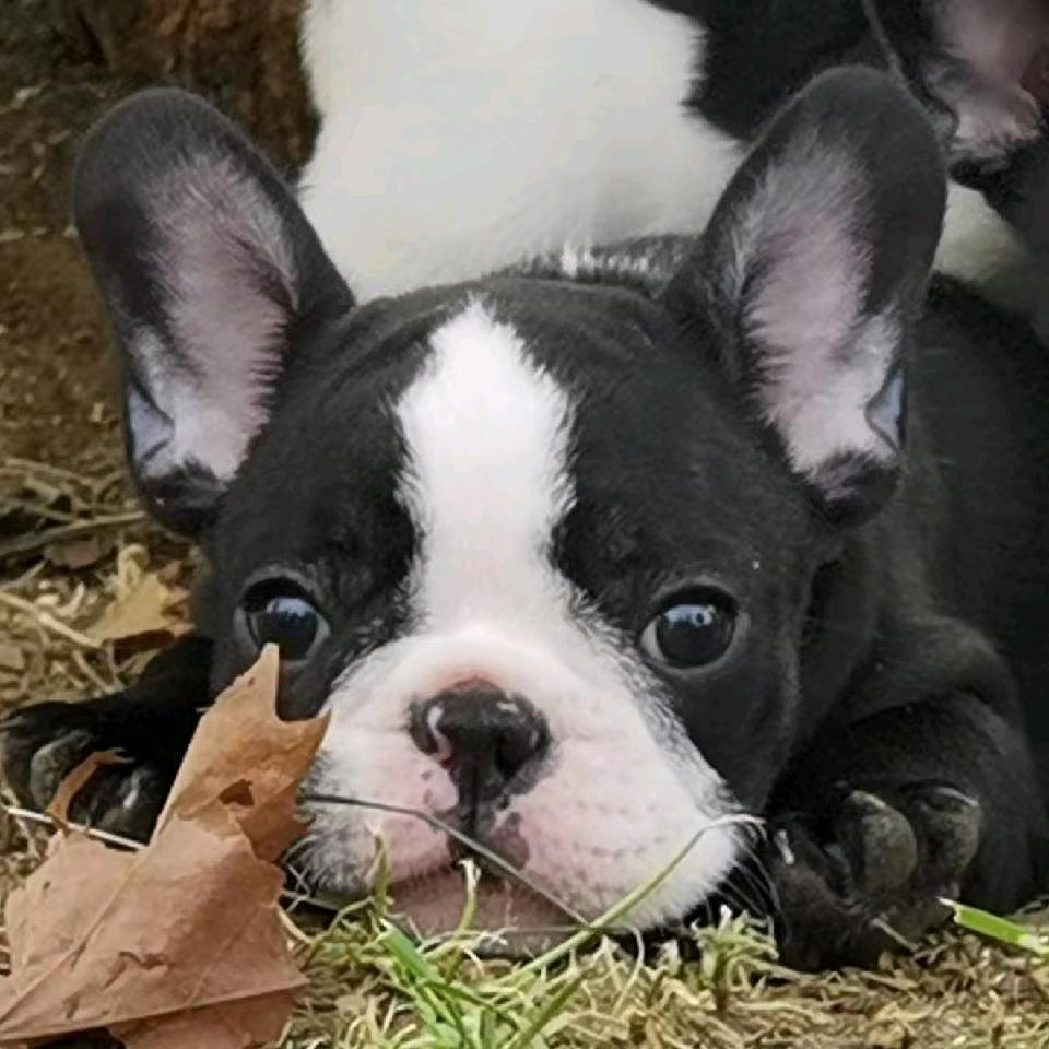 卡萨法国斗牛犬