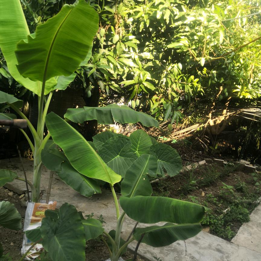 白贵福