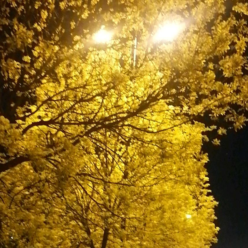 襄城县未来城奈斯假发