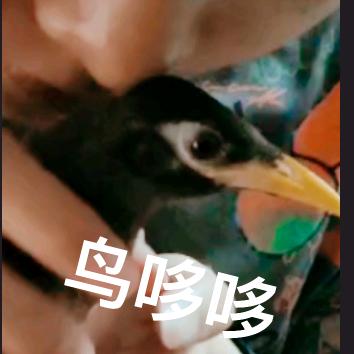 鸟哆哆