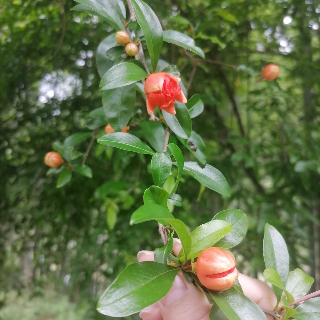 💖蔷薇花🌹🌹    （谢绝