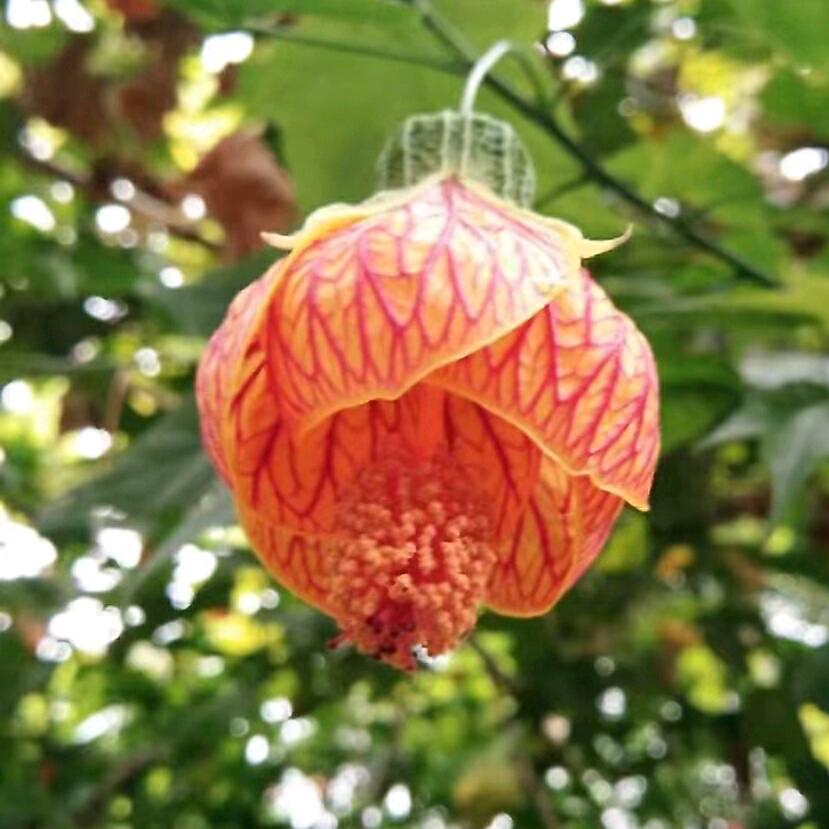 此岸花开金