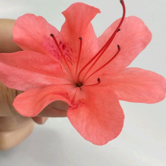 红华