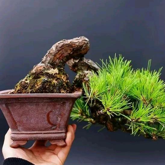 乾程盆景