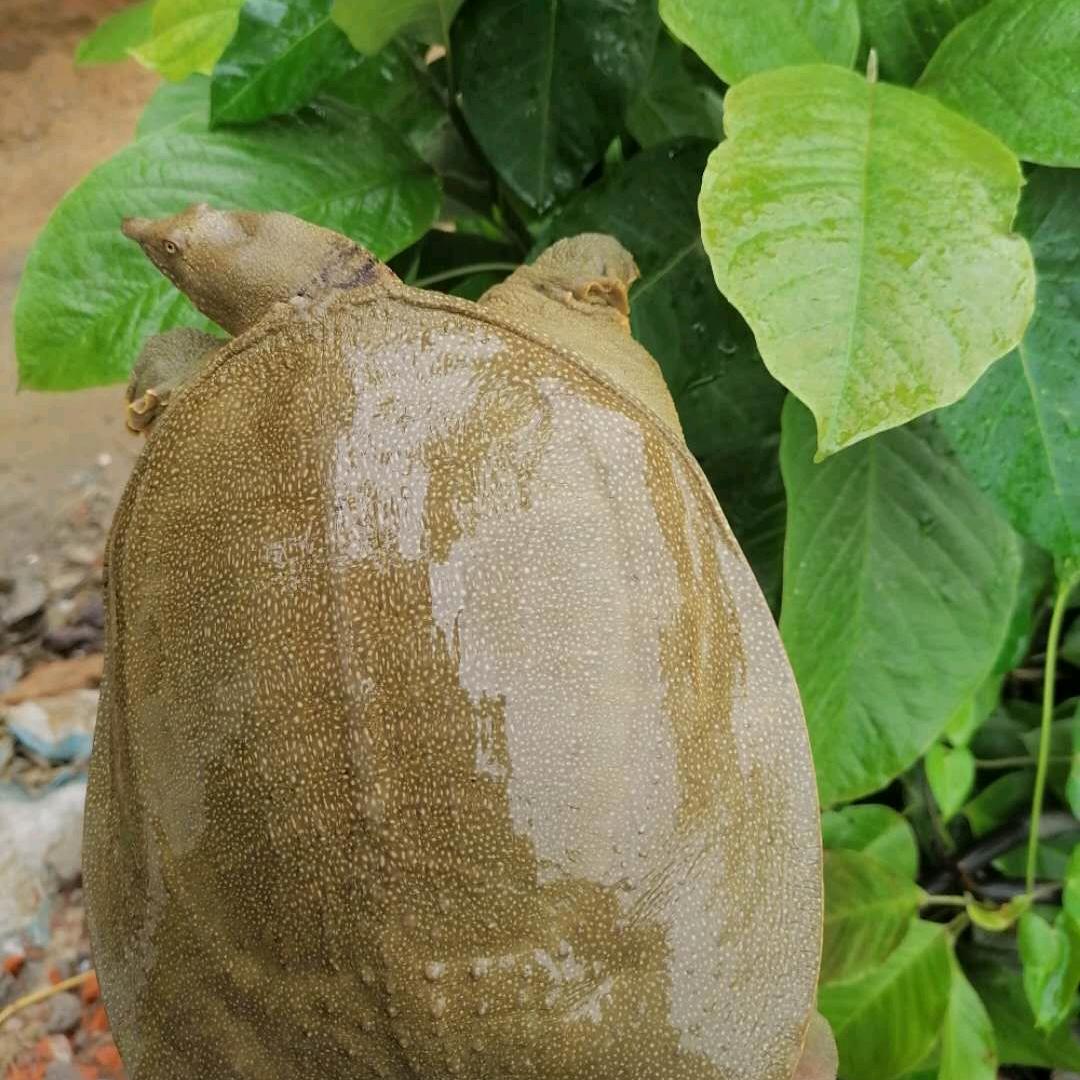 玉洋甲鱼