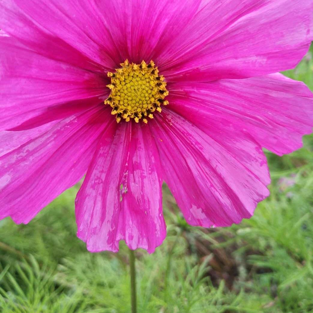 小雨姐