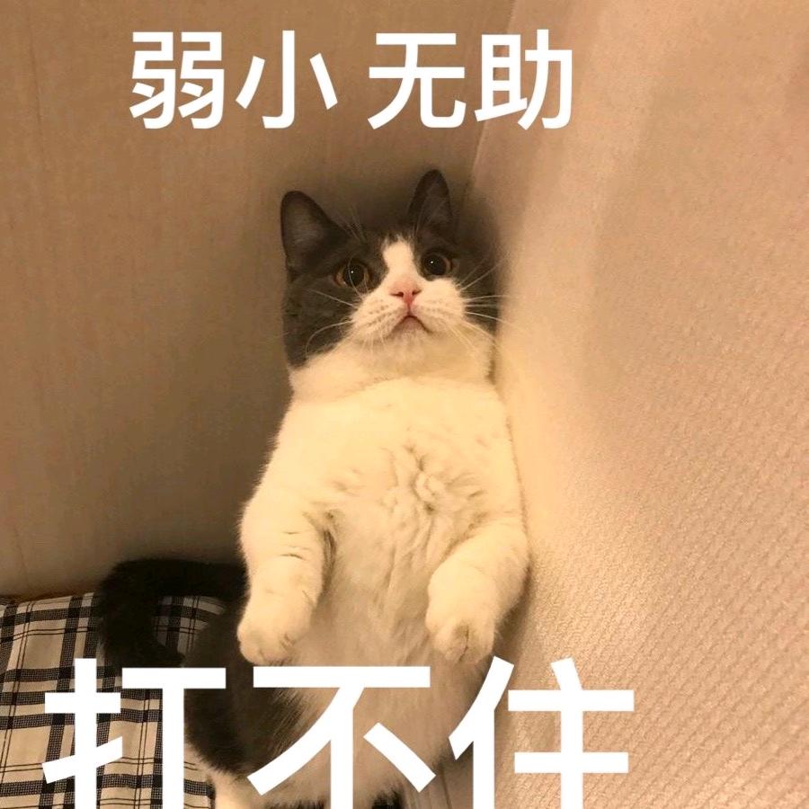 小狗还在摇尾巴