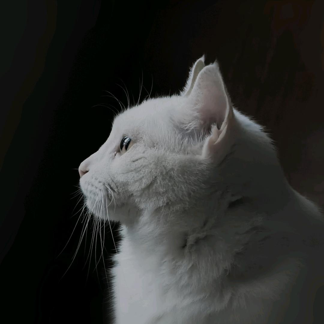 楼上八百斤的橘猫