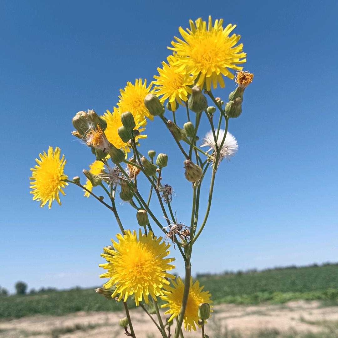 ✧锦衣卫✧舞鞋