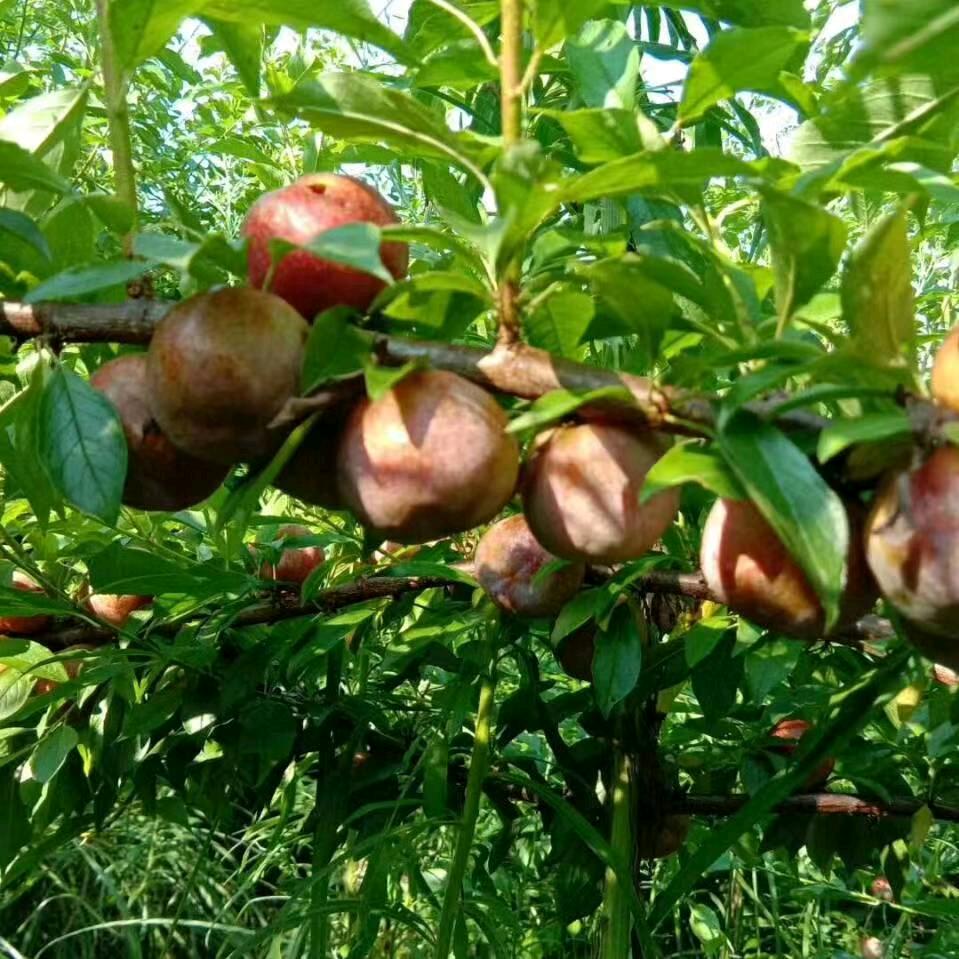 开心每一天 🌹