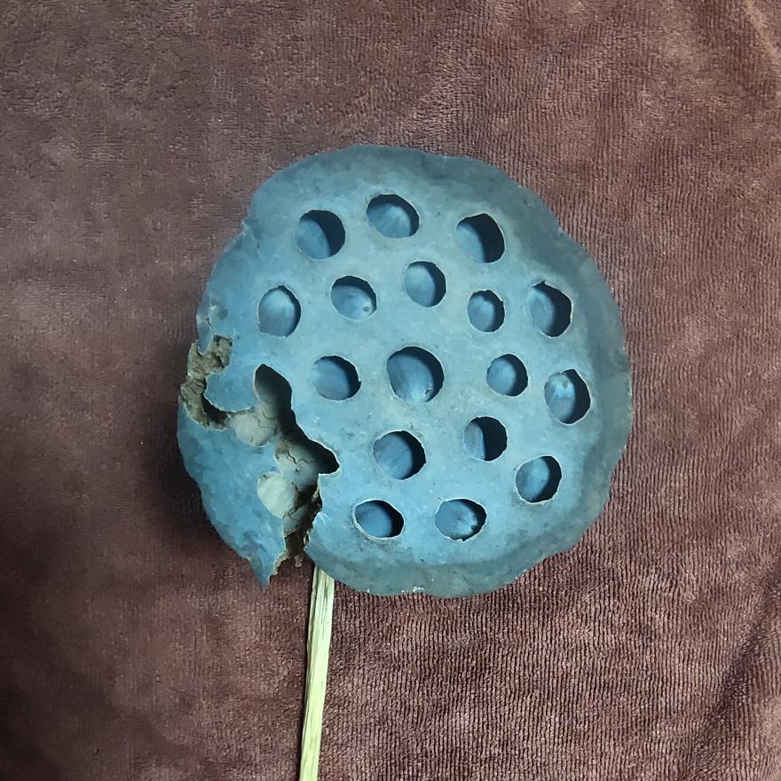 智恩(郑)