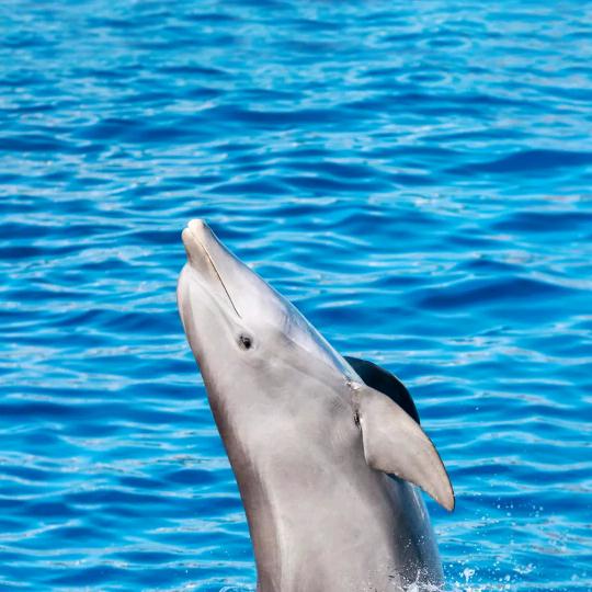 盛家坝内外墙漆装修刘祖红