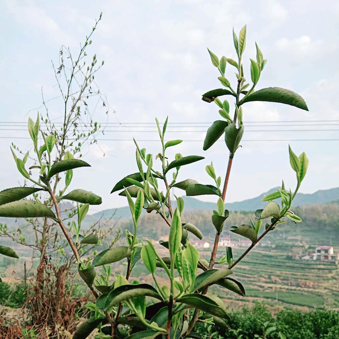 水墨汀溪兰香茶