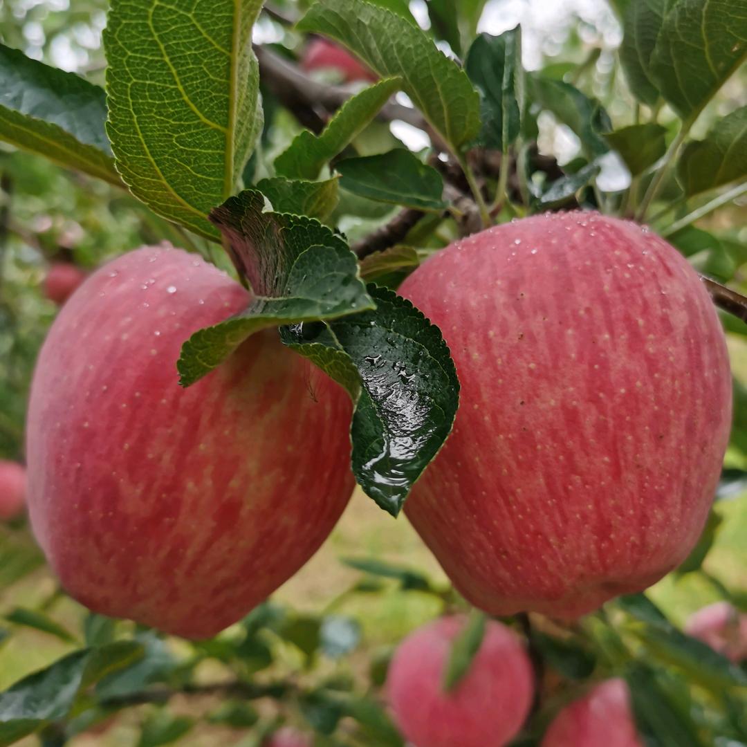 疯丫头🍎苹果🍎