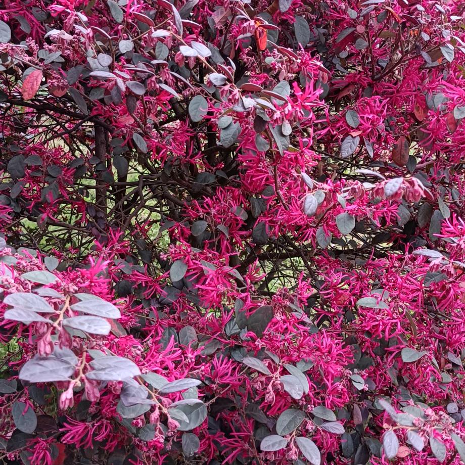 芳