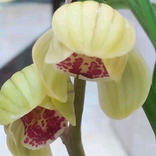 廾匸   2025㤀亼口厺