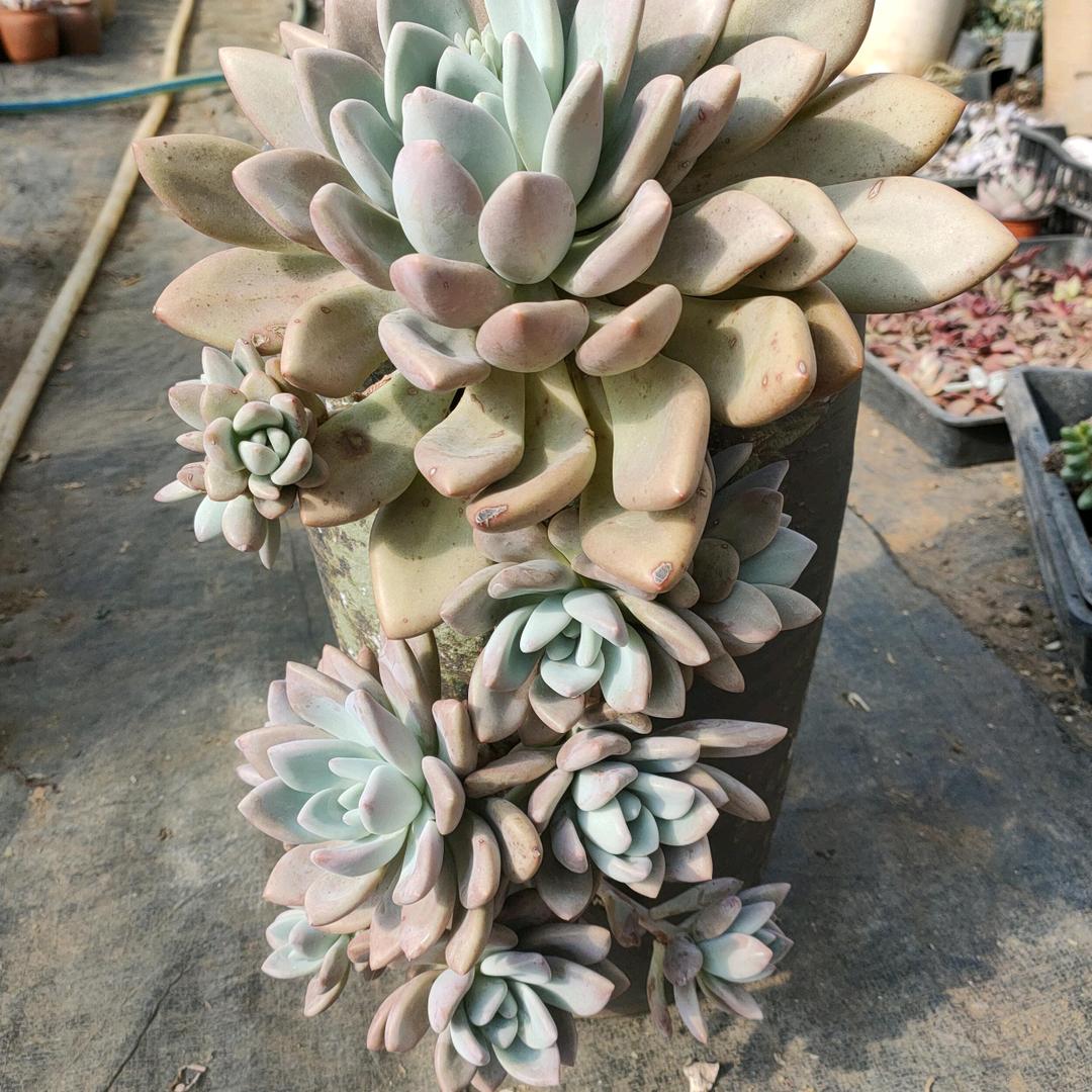 主恩花卉