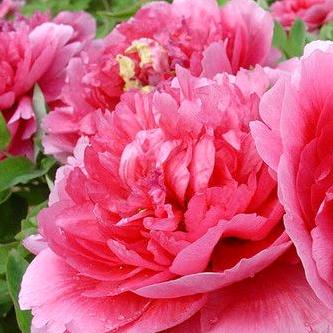 心❤️🐯💞❄️💞🍀