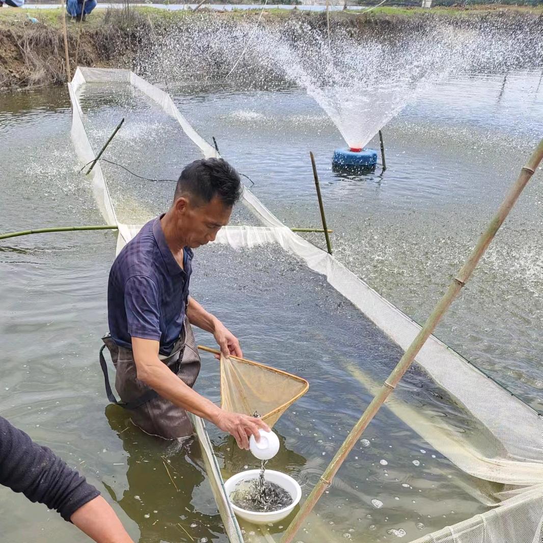 阳新县财顺鱼苗基地