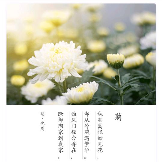 菊花茶