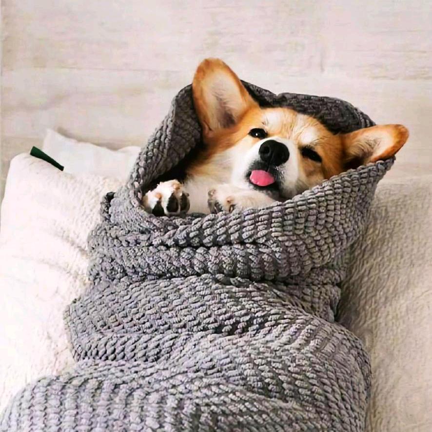 成都小宠家（阿明）