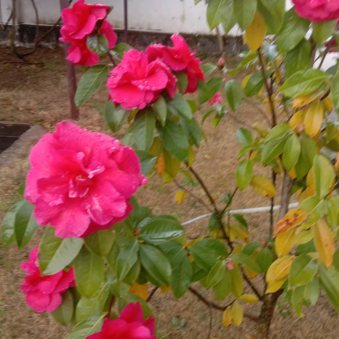 衣人如玉