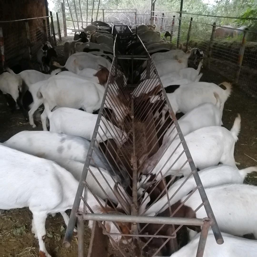 生态养殖  王行军