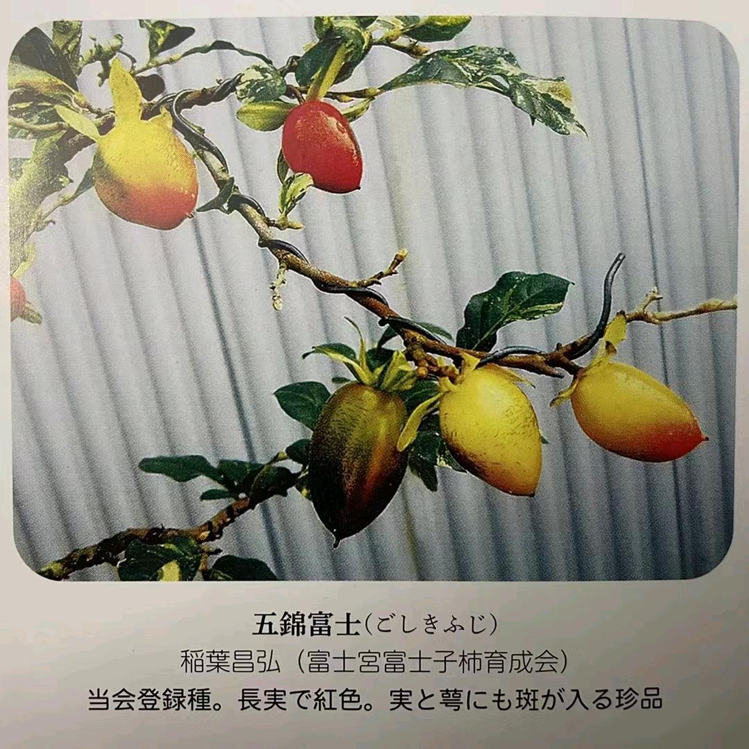 景宁老鸦园