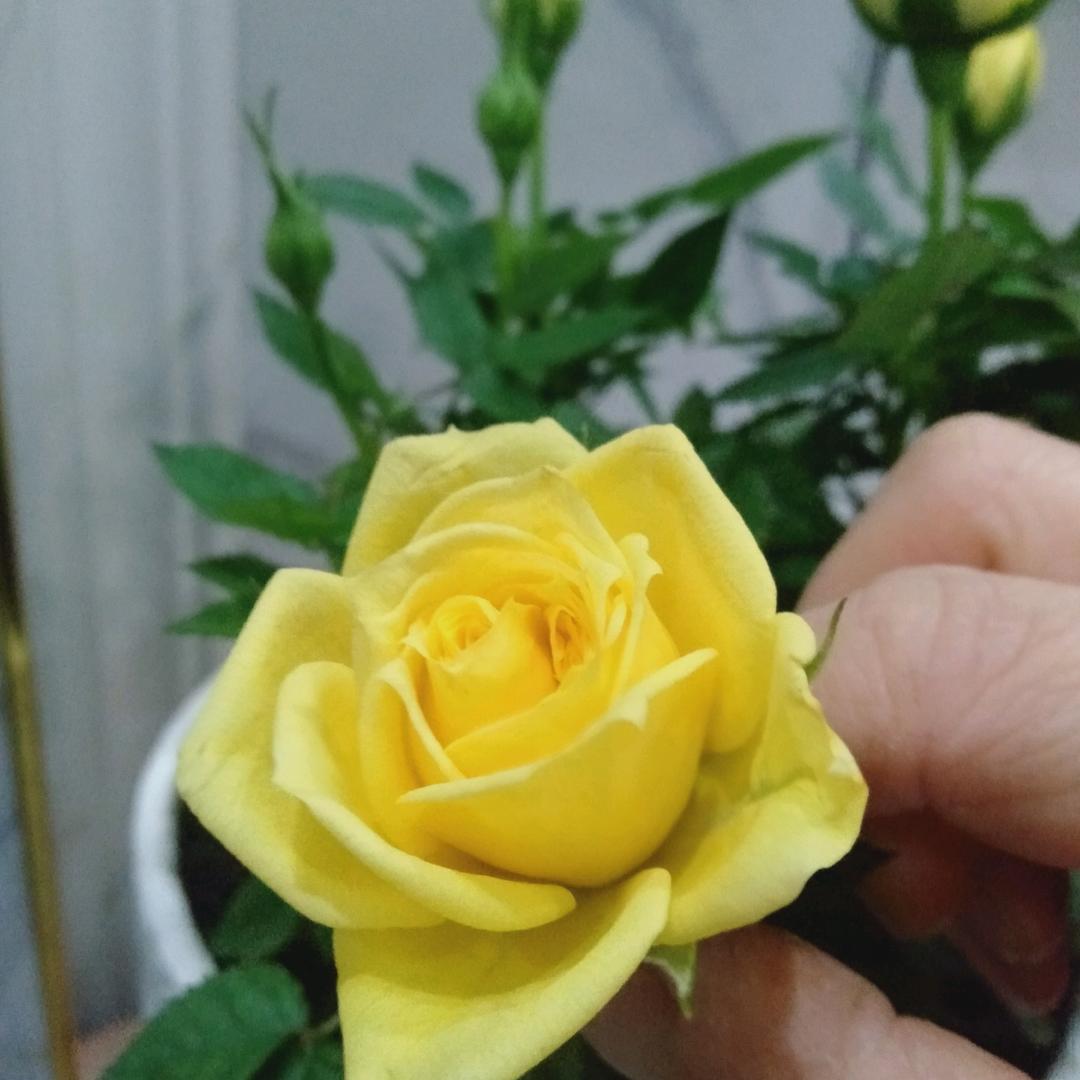梅开眼笑🌸🌹