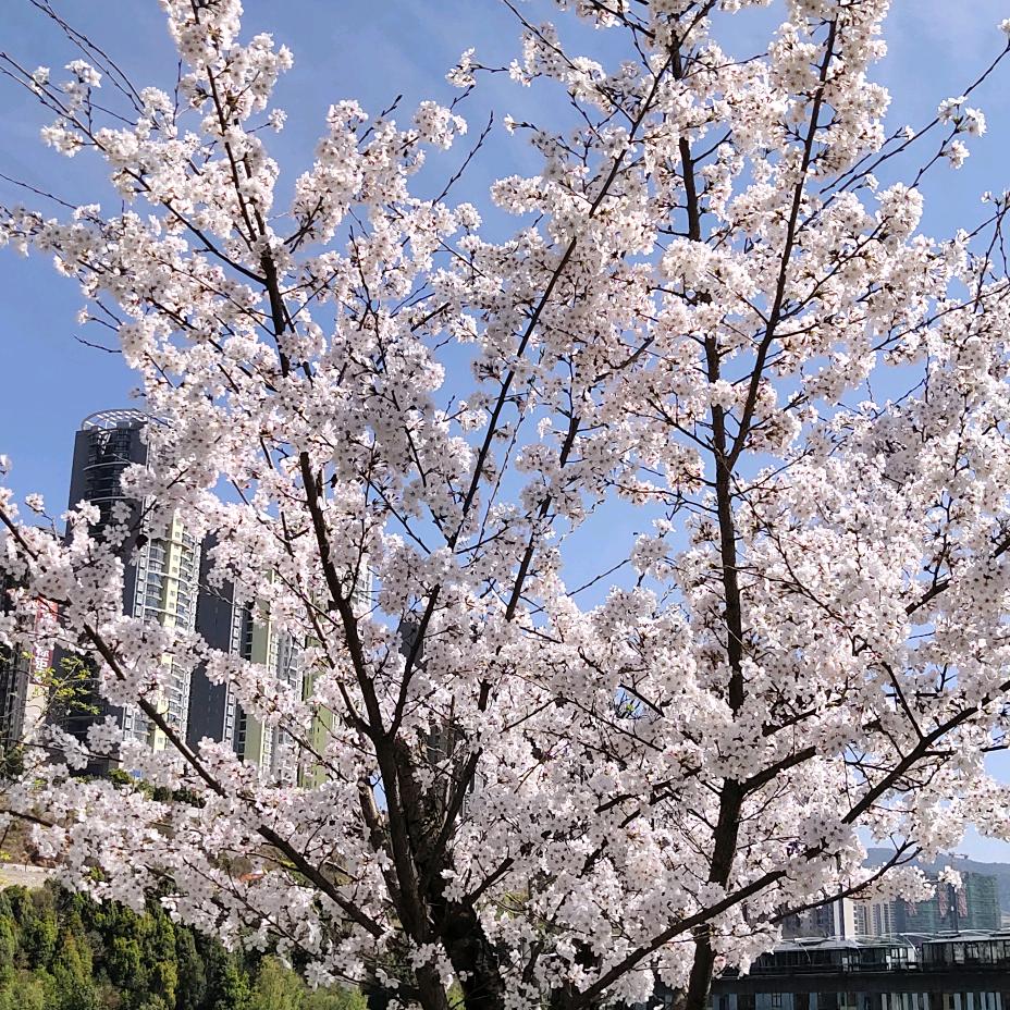 秋风落叶。