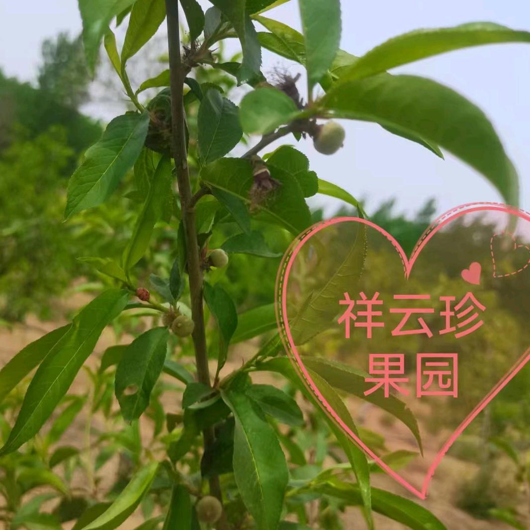 祥云珍果园