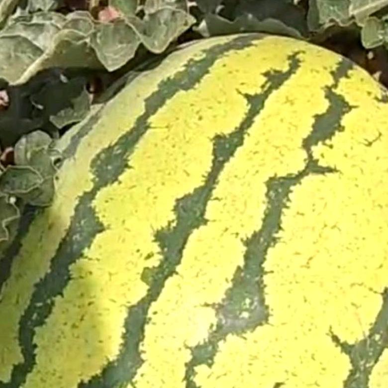甘肃硒砂瓜🍉（樊哥）