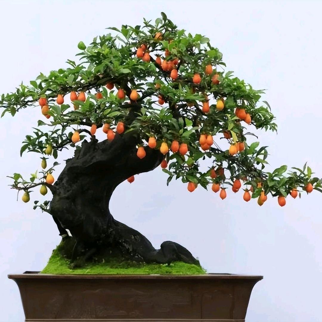 狼图腾
