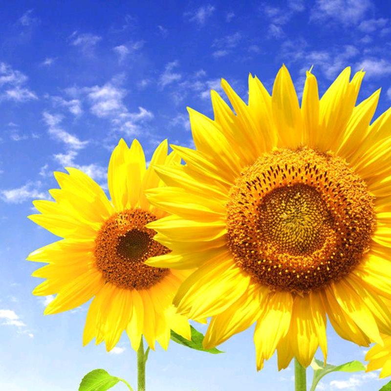 阳光灿烂的日子